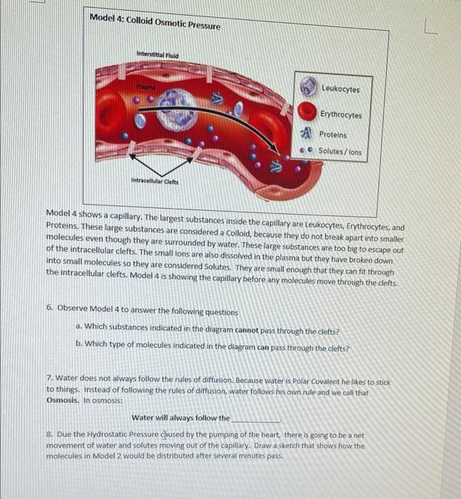Solved Model 4 Colloid Osmotic Pressure Interstitial Fluid