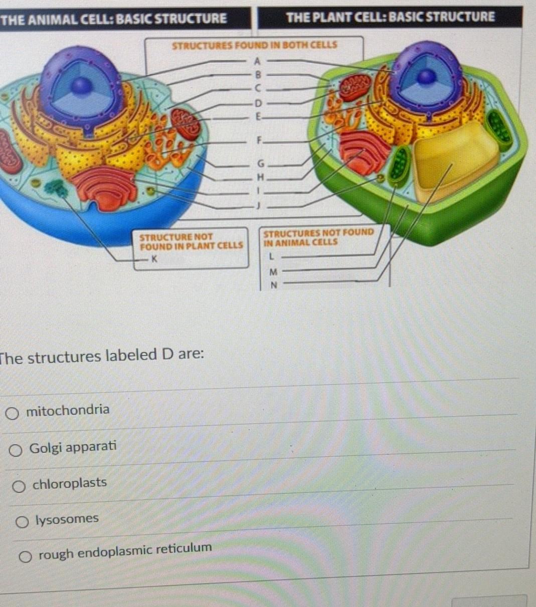 The Animal Cell Basic Structure The Plant Cell Chegg Com