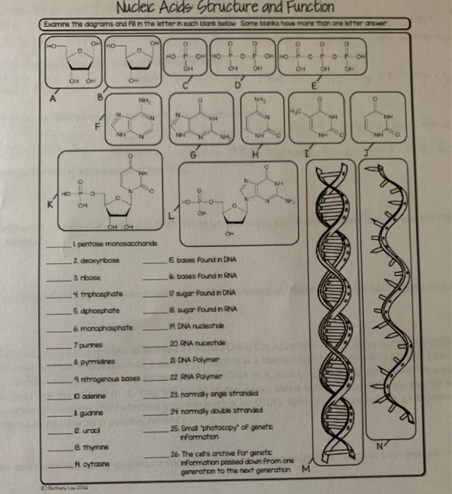 Nucleic Acid Worksheet Answers