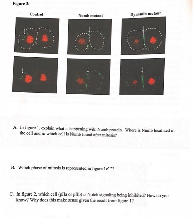 The following images are taken from a study looking | Chegg.com