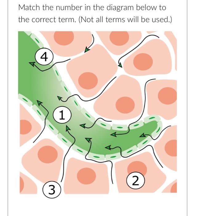 Solved Match the number in the diagram below to the correct | Chegg.com