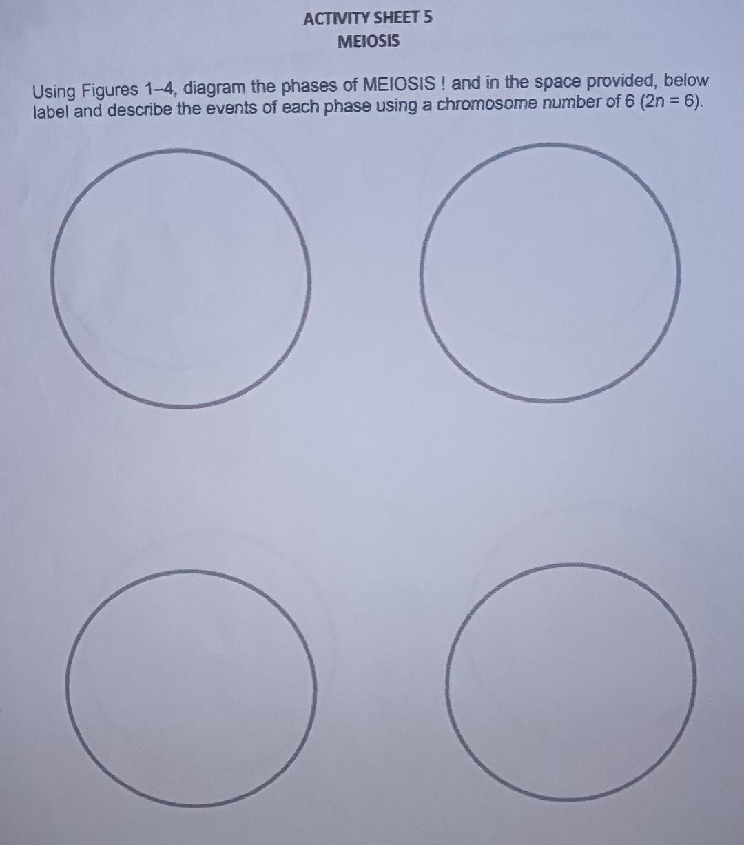 Solved Using Figures 1−4, diagram the phases of MEIOSIS ! | Chegg.com