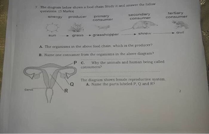 Solved 7. The diagram below shows a food chain Study it and | Chegg.com