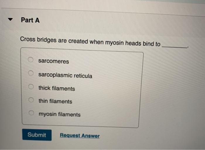 cross bridges are created when myosin heads bind to