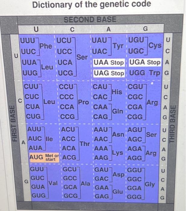 Solved Using the attached genetic dictionary, determine | Chegg.com