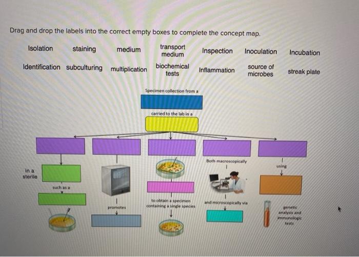 Solved Drag and drop the labels into the correct empty boxes | Chegg.com