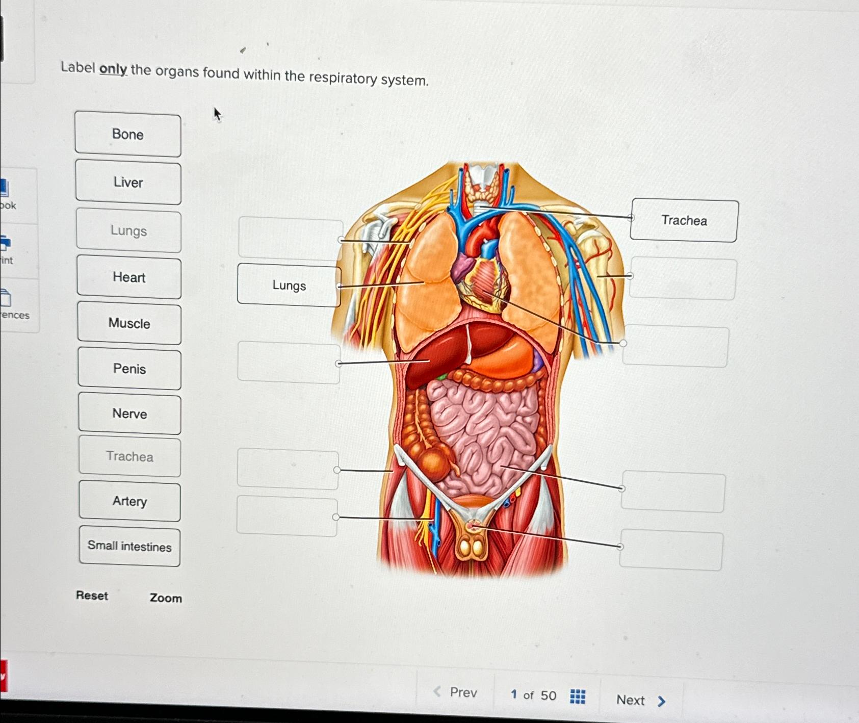 Solved Label only the organs found within the respiratory | Chegg.com