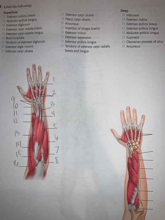 Solved Label the following: Superficial Extensor pollicis | Chegg.com