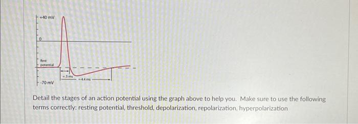 Solved Detail The Stages Of An Action Potential Using The | Chegg.com