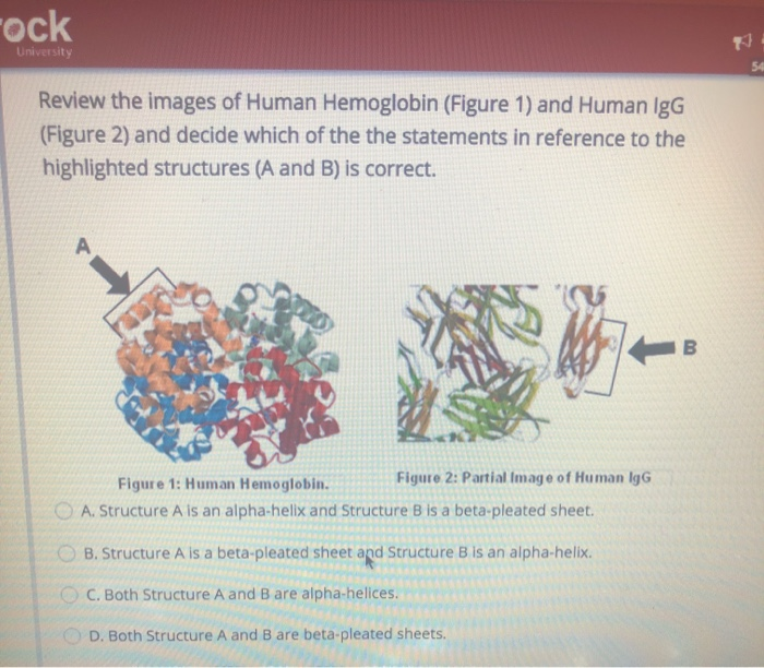 Solved Ock University Review The Images Of Human Hemoglobin | Chegg.com