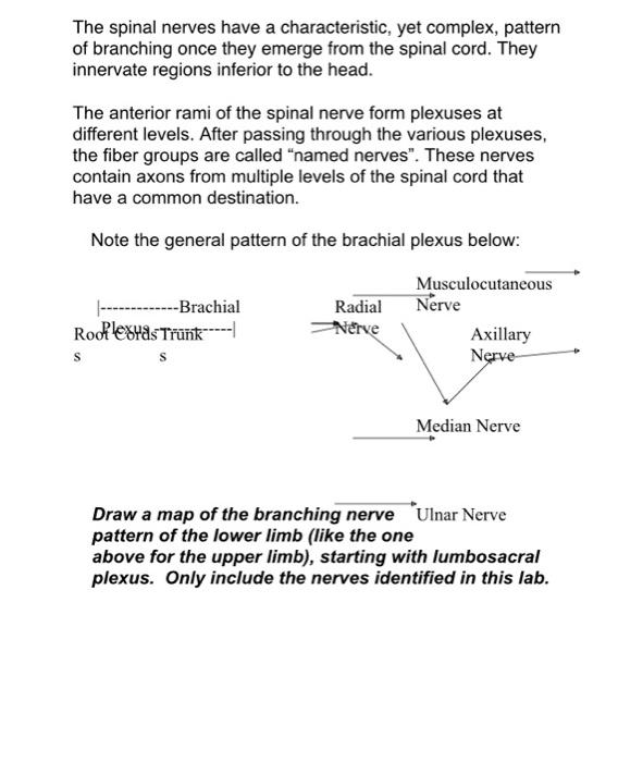 Solved The spinal nerves have a characteristic, yet complex, | Chegg.com
