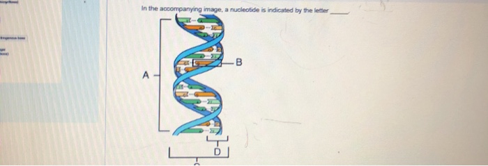 Solved In the accompanying image, a nucleotide is indicated | Chegg.com