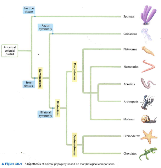 what does a phylogenetic tree show quizlet