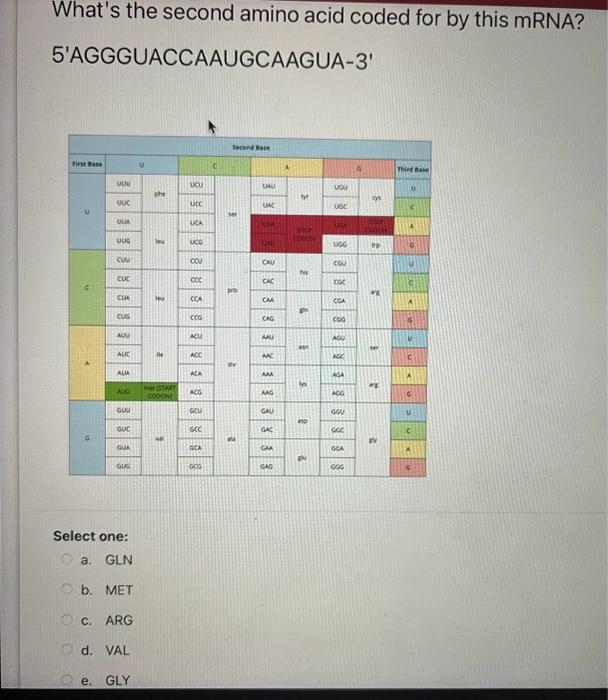 Solved What's the second amino acid coded for by this mRNA? | Chegg.com