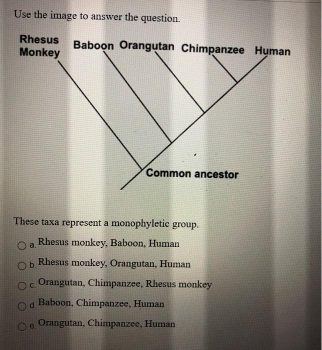 Solved Use the image to answer the question. Rhesus Monkey | Chegg.com