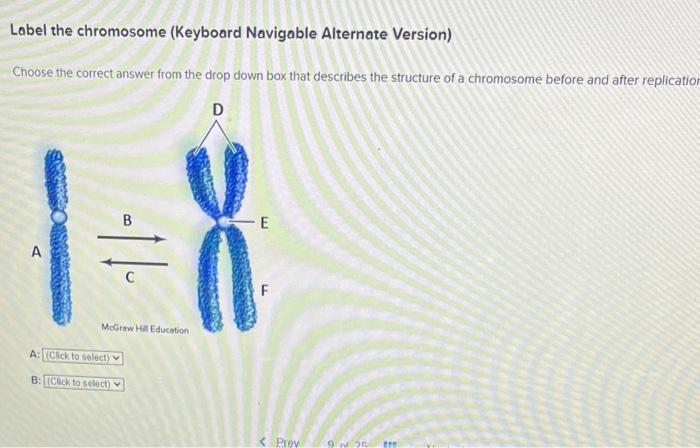 Label the chromosome (Keyboard Navigable Alternate Version)
Choose the correct answer from the drop down box that describes t