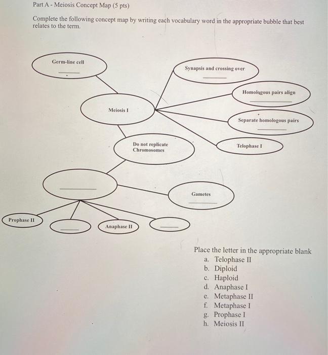 meiosis concept map