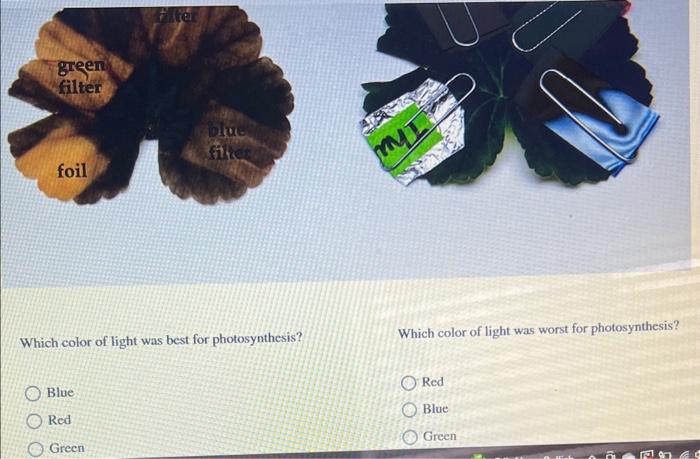 Solved Which color of light was best for photosynthesis?