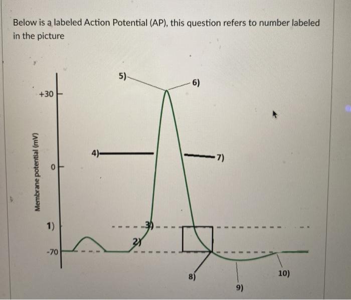 Below is a labeled Action Potential (AP), this question refers to number labeled in the picture 5) 6) +30 4)- -7) Membrane po