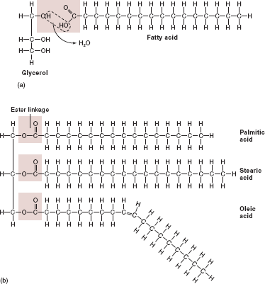 Solved: Examine figure 6.8. What are the reactive groups of the ...