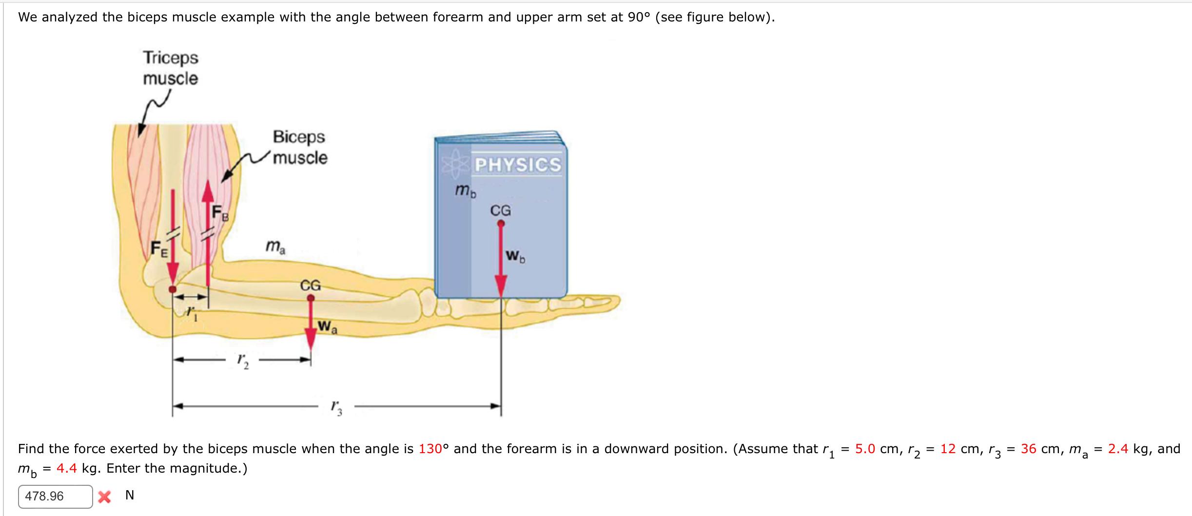 Solved We analyzed the biceps muscle example with the angle