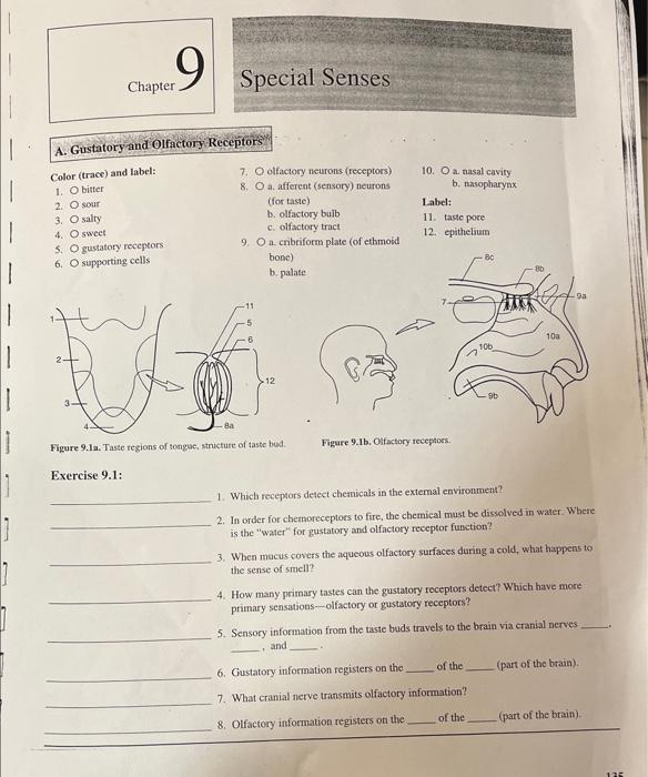 Solved A. Gustatory and Olfactory Receptors Color (trace) | Chegg.com