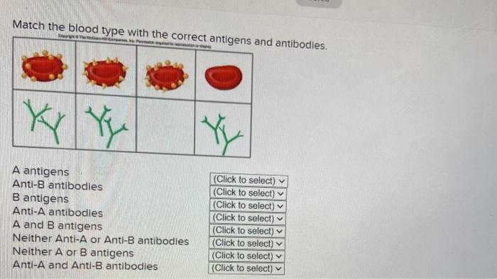 Solved Match the blood type with the correct antigens and | Chegg.com