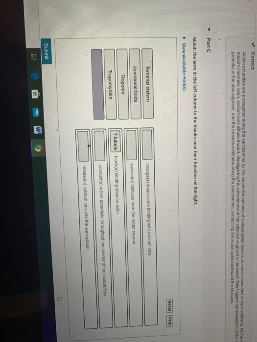 Solved Correct Action Potentials Are Propagated Along The | Chegg.com