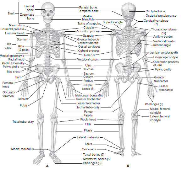 Solved: Bone typing chartFIG. 1.8 • Skeleton. A, Anterior view; B ...