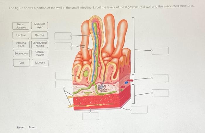 Solved The figure shows a portion of the wall of the small | Chegg.com