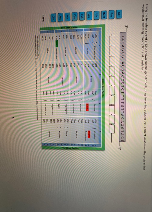 Solved Using the template strand of DNA shown and the | Chegg.com