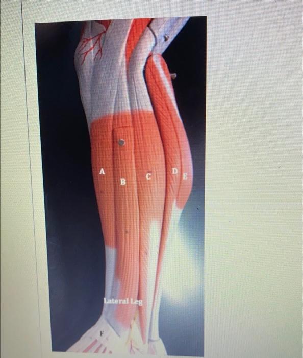 Solved please help me label the LEG muscles..... A----> | Chegg.com