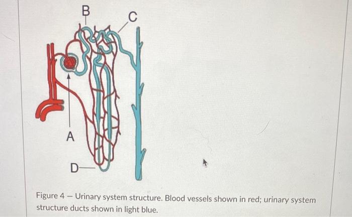 Figure 4 - Urinary system structure. Blood vessels shown in red; urinary system structure ducts shown in light blue.