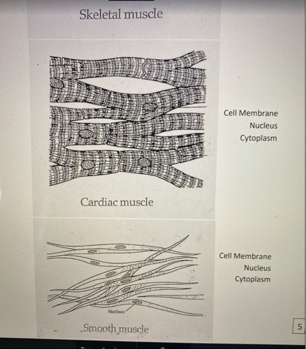 Solved 1. Simple Squamous Epithelium Nucleus -Gytoplasm Cell | Chegg.com