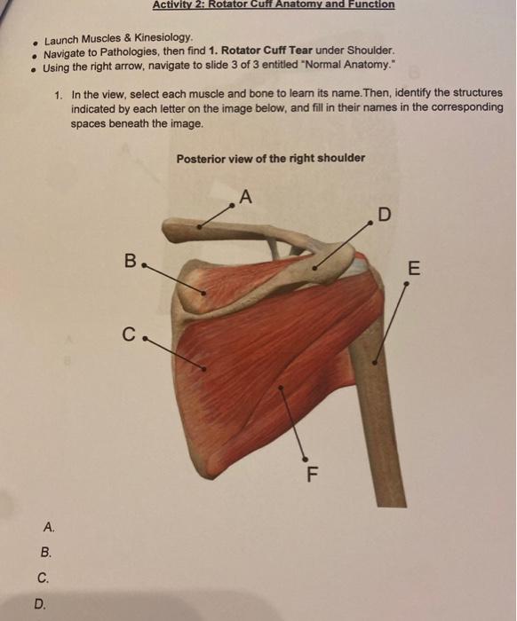 Solved 6. What is the overall purpose of the rotator cuff