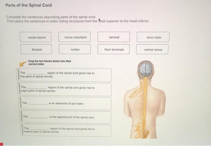 Cord spinal of parts a Anatomy of