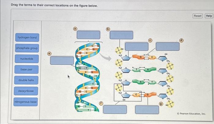 Solved Drag the terms to their correct locations on the | Chegg.com