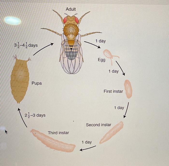 life cycle of a fruit fly