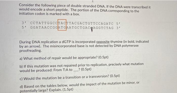 Solved Consider the following piece of double stranded DNA. | Chegg.com