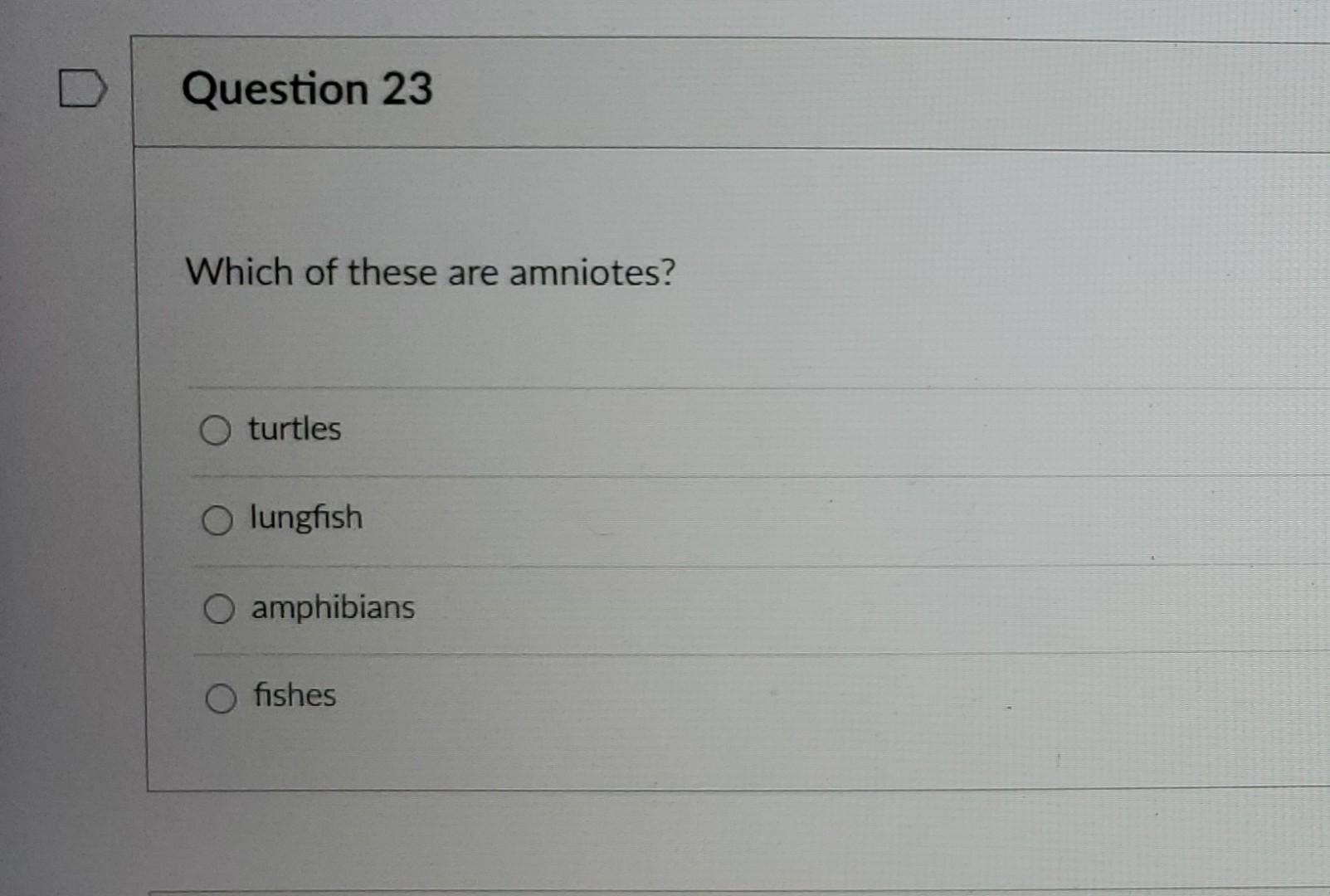 Solved Question 23 Which of these are amniotes? O turtles O | Chegg.com