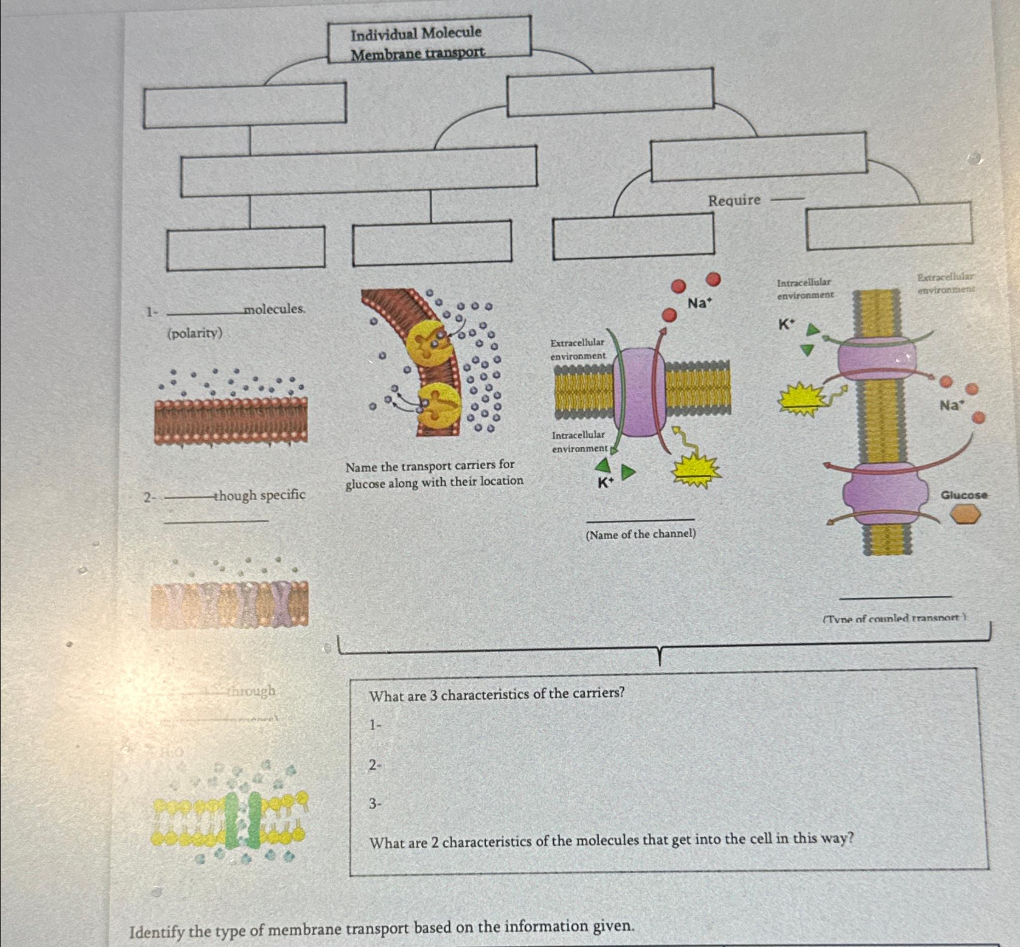 Solved Identify the type of membrane transport based on the | Chegg.com