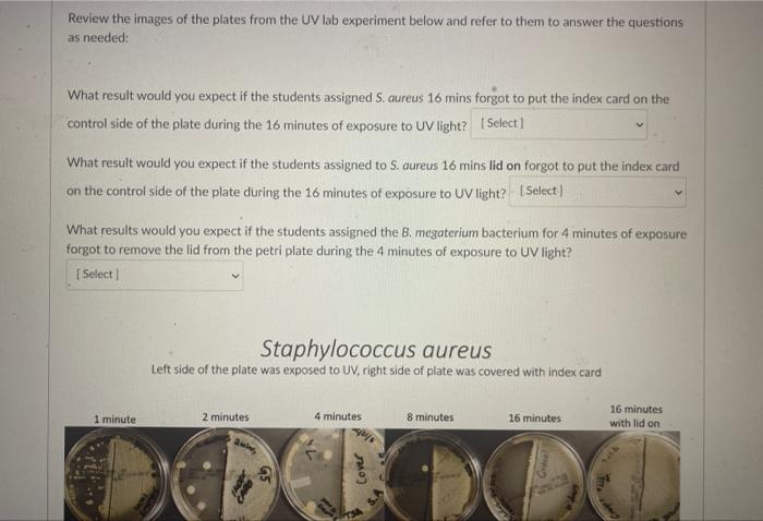 Solved Review the images of the plates from the UV lab | Chegg.com