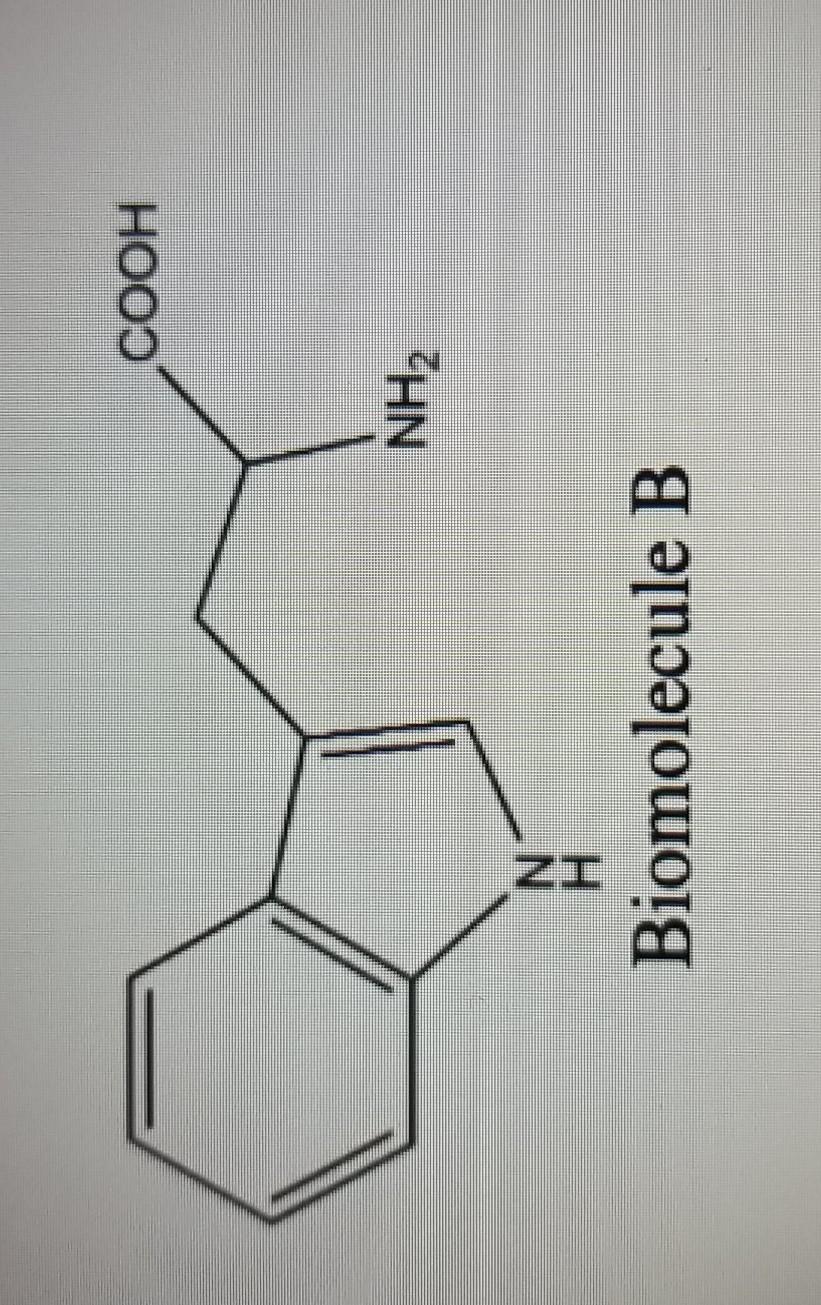 Solved O H3C NH N Biomolecule A COOH NH2 N H Н Biomolecule | Chegg.com, image size:821x1305