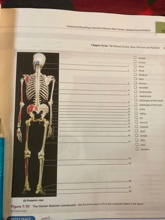 Anatomy Physiology Laboratory Manual Main Version Chegg 