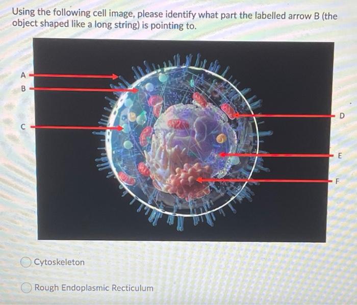 Solved Using the following cell image, please identify what | Chegg.com