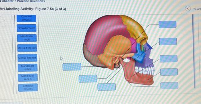 Art-labeling Activity: Figure 7.5a ( 3 of 3 ) | Chegg.com