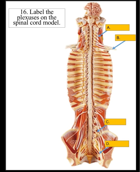 Solved 16 Label The Plexuses On The Spinal Cord Model A 8961