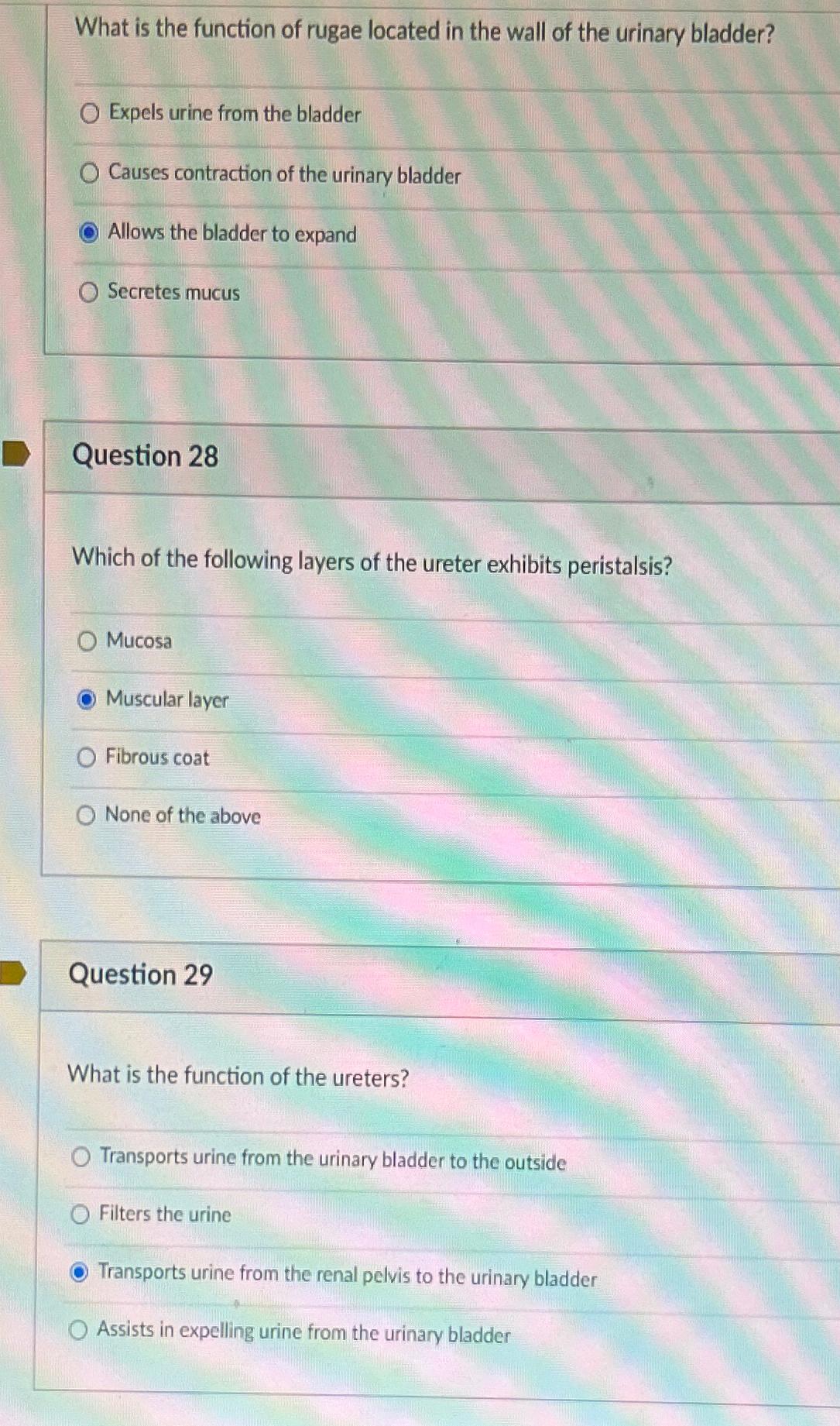 Solved What is the function of rugae located in the wall of | Chegg.com