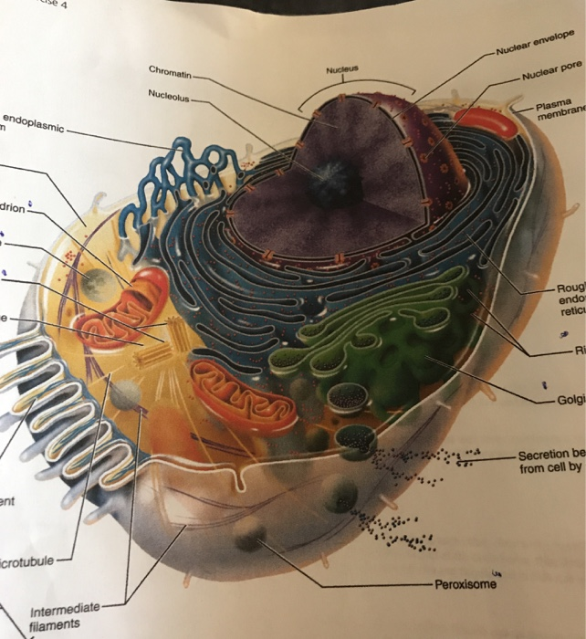 Solved used Nuclear envelope Chromatin- Nucleus -Nuclear | Chegg.com