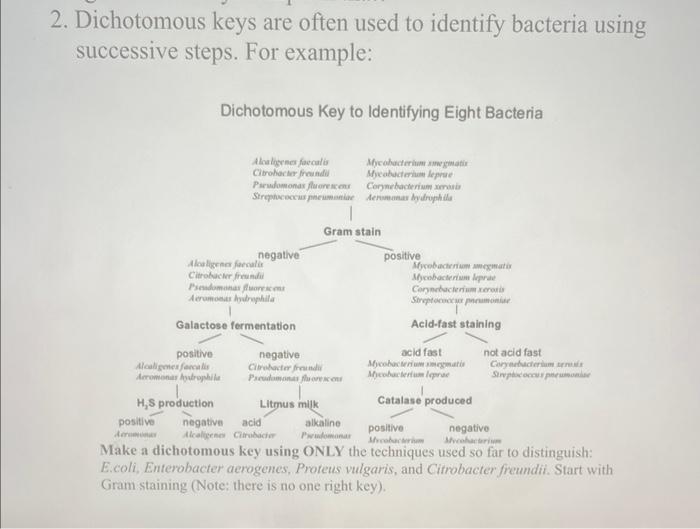 2. Dichotomous keys are often used to identify bacteria using successive steps. For example:
Dichotomous Key to Identifying E